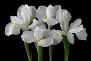 Combined: Iris