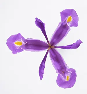 Uncluttered: Iris