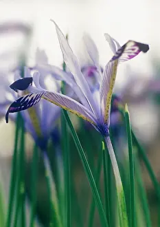 Complexity: Iris