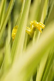 020617: Iris, Iris cultivar, Yellow subject, Green background
