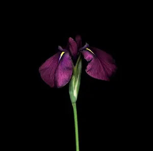 Glorious: Iris