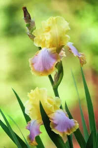 Enchanted: Iris