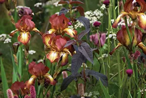 Anthriscus: Iris