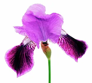 Fabulous: Iris