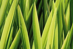 Variegata: Iris