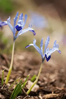 Reticulata: Iris