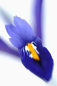 Reticulata: Iris