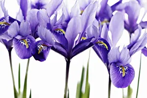 Reticulata: Iris