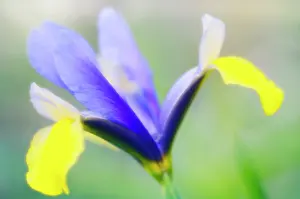 Toned: Iris