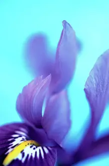 Reticulata: Iris