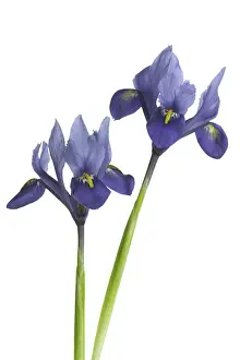 Reticulata: Iris