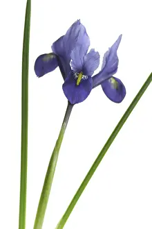 Reticulata: Iris