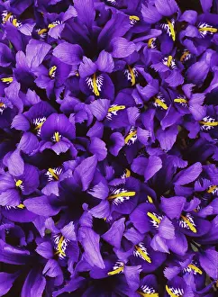 Iris: Iris, Iris reticulata Harmony, Blue subject