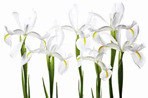 Reticulata: Iris