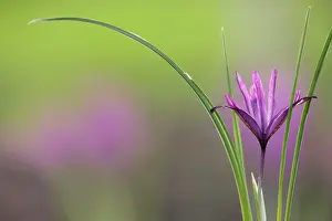 Feminine: Iris, Iris reticulata PaulineI, Side view of one