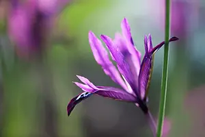 Reticulata: Iris, Iris reticulata PaulineI, Side view of one
