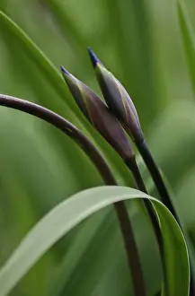 Robusta: Iris