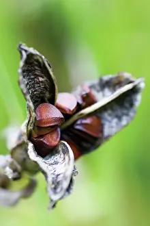 Sanguinea: Iris