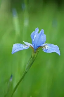 Belle: Iris