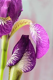 Sibirica: Iris