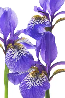 Sibirica: Iris