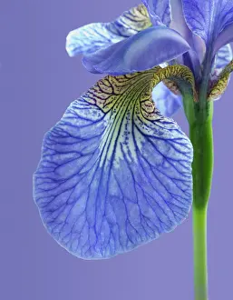 Sibirica: Iris