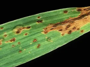 Spotting: Iris leaf spot