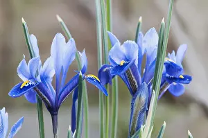 Rhizome: Iris reticulata, Blue flowers growing outdoor.----
