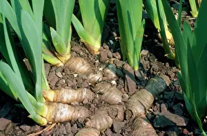 Rhizomes: Iris - Rhizomes, swollen stems