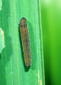 Sawfly: Iris sawfly larva feeding on flag iris leaves