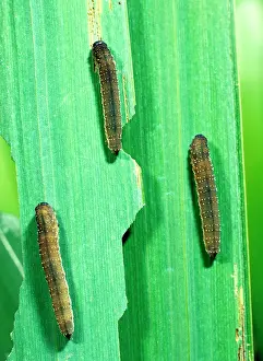 Sawfly: Iris sawfly larvae feeding on flag iris leaves