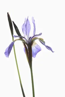Flag: Iris, Siberian Flag, Iris sibirica, Mauve subject