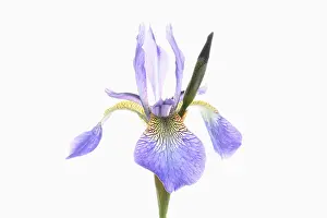 Flag: Iris, Siberian Flag, Iris sibirica, Mauve subject
