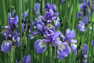 Sibirica: Iris