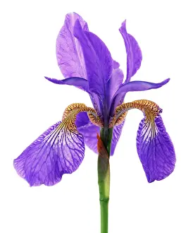 Sibirica: Iris