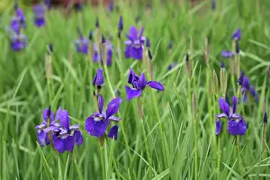 Sibirica: Iris