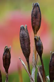 Blown: Iris