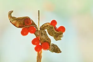 Foetidissima: Iris, Stinking iris