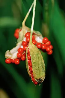 Foetidissima: Iris