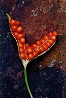 Foetidissima: Iris