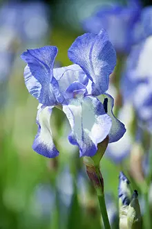Iris: Iris, Tall bearded Iris, Iris Touch of Spring