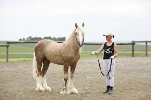 Mares: Irish Cob mare held in runs during a contest France
