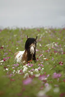 Fallows: Irish cob palomino pie stallion in flowered fallow France