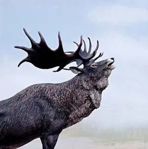 Arthur Hayward: IRISH ELK / GIANT DEER / MEGALOCEROS - head, side view