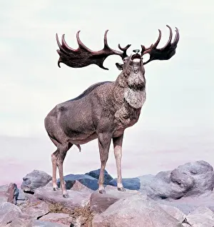 Arthur Hayward: IRISH ELK / GIANT DEER / MEGALOCEROS - stag calling