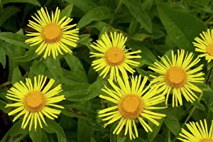 Irish Fleabane in flower
