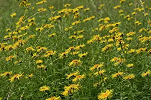 Fleabane: Irish Fleabane (Inula salicina). Allindelille Fredskov