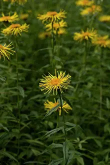 Fleabane: Irish Fleabane (Inula salicina). Allindelille Fredskov