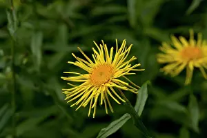 Fleabane: Irish Fleabane (Inula salicina). Allindelille Fredskov