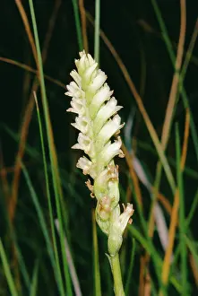 Spiranthes: Irish LadyIs Tresses - Orchid